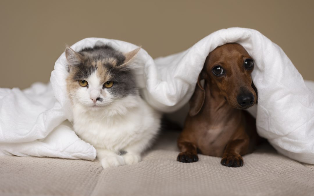 Cómo presentar a tu gato una nueva mascota